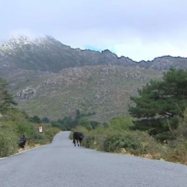 ¿Son seguros los árboles en los senderos forestales?