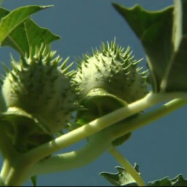 Comienza el juicio por la muerte de dos jóvenes intoxicados con estramonio