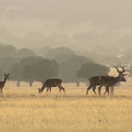 Con la llegada del otoño comienza al berrea del ciervos