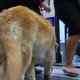 Los perros también viajan en metro