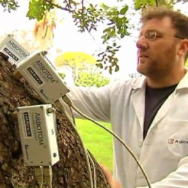 Tecnología contra las caídas de árboles