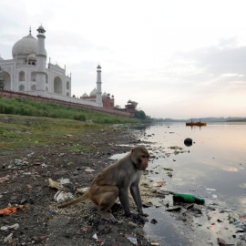 Un mono salvaje busca comida cerca del Taj Mahal | Saumya Khandelwal / Reuters