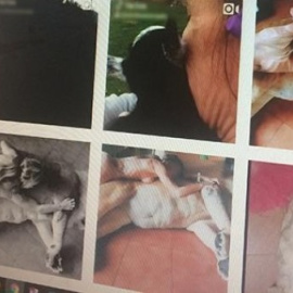 Captura hecha por FAADA en las que se puede ver varias imágenes del león junto a una mujer desnuda.