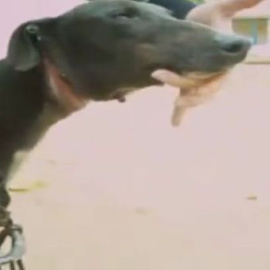 Protectoras y partidos animalistas exigen la prohibición de la caza con perros