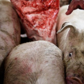 La ganadería del porcino, cada vez más industrializada, ya copa dos terceras partes de la producción cárnica del país. Aitor Garmendia