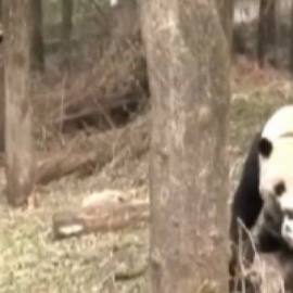 Los osos panda salvajes tienen más facilidades para expresarse