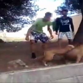 Un vídeo destapa una mafia que organizaba peleas de perros en Alzira