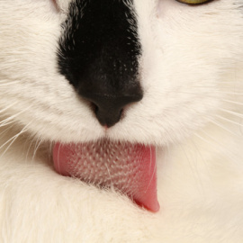 Las lenguas de gato tienen papilas que desempeñan un importante papel en el aseo felino. - CANDLER HOBBS