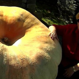 Calabazas gigantes de media tonelada