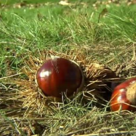Las castañas se convierten en objeto de robos en Galicia