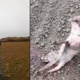 Maltrato animal de un cazador a un zorro