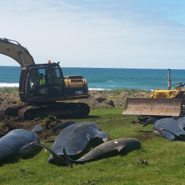 Una excavadoras se preparan para enterrar a las ballenas varadas en una playa de Nueva Zelanda. /REUTERS