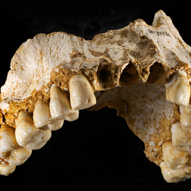 Sapiens y neadertales se mezclaron genéticamente hace 100.000 años