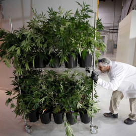 Un trabajador empuja un carrito de plantas de marihuana en las instalaciones de Canopy Growth Corporation en Smiths Falls, Ontario (Canadá). REUTERS/Chris Wattie