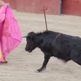 El PACMA publica íntegro el vídeo de las crueles becerradas para responder al Ayuntamiento de Valmojado