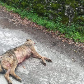 El lobo muerto aparecido en Monterroso.- GES Monterroso.