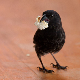Un pinzón de Darwin comiendo una palomita. / Sarah Knutie