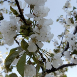 Cerezo en floración en el Valle del Jerte | EFE/ Ángel Díaz