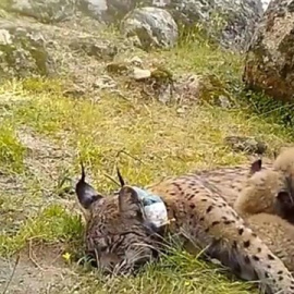 Las cuatro crías de lince ibérico y su madre. TWITTER DE FRANCISCO MARTÍNEZ ARROYO