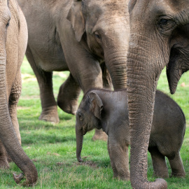 Bebé elefante Nang Phaya rodeado por las hembras de la manada.