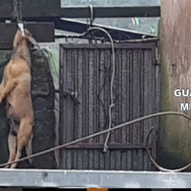 La mujer fue acusada de un delito de maltrato animal y detenida en Fisterra por ahorcar a su perro. / EP