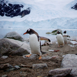 Se confirman las primeras evidencias de zoonosis inversa en la fauna polar - Alexandre Meneghini/ Reuters