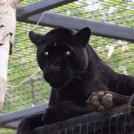 Imagen del jaguar que ataco a la mujer. | Wildlife World