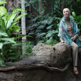Jane Goodall en barcelona. / Núria Jar, SINC