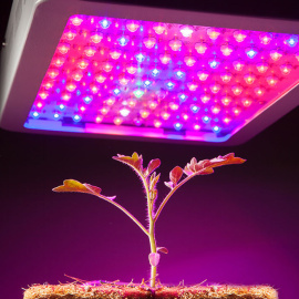 Planta cultivada con iluminación led./PRBX