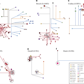 Haplotipo de la diversidad dentro de seis muestras apellido seleccionados. /UPF