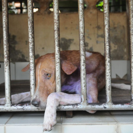 Imagen de la reconocida fotógrafa Jo-Anne McArthur. | Weanimals.org