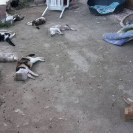 Siete de los nueve gatos asesinados en el albergue de  Sant Vicent del Raspeig. /FELINOS LO MORANT.