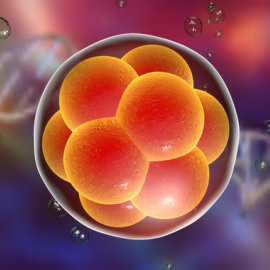 Recreación de un embrión humano en desarrollo. / Adobe Stock