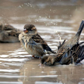 En los últimos 10 años la especie ha sufrido un descenso del 21% en España./EFE