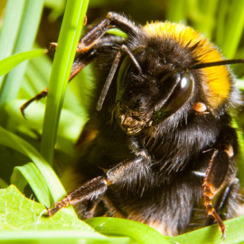 Las reinas de abejorro siguen escondidas en el suelo durante la primavera. Sinc / Joe Woodgate