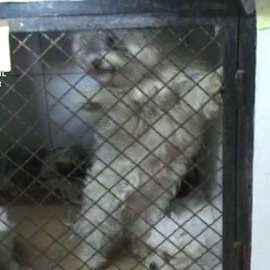 2018-07-13.Imagen de algunos de los perros encontrados en el criadero en 2018 por el SEPRONA./Guardia Civil