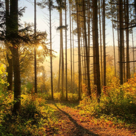 Fotografía de achivo de un sendero