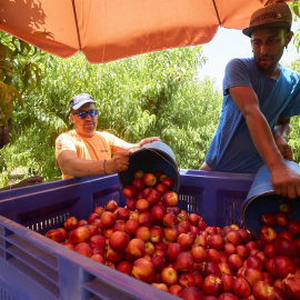 Un temporero en la campaña de recogida del melocotón en Alcarrás (Lleida).