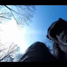 Un chimpancé derriba con un palo al drone que lo espiaba