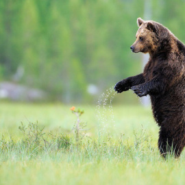 El oso pardo es una especie reintroducida en varias áreas de renaturalización en Europa / Staffan Widstrand / © Rewilding Europe