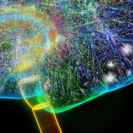 Ilustración de las conexiones entre neuronas en un cerebro. /HOLLY WILDER/USC