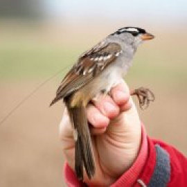 Los insecticidas amenazan la supervivencia de las aves silvestres