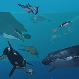 ¿Cómo especies terrestres acabaron viviendo en el mar?. /KAREN CARR/NMNH