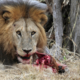 Fotografía de archivo de un león alimentándose en parque de Serengeti. - REUTERS