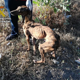 Investigan en Sevilla un presunto delito de maltrato a cuatro galgos. / Europa Press