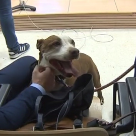 08/05/2019 - La perra Milagros durante el juicio contra su antiguo dueño por maltrato animal. / RTVC