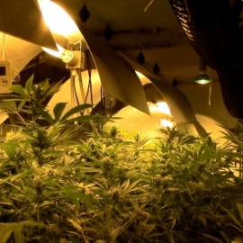 Imagen de una de las once plantaciones en las que se generaban semillas de cannabis intervenidas en la operación INXER-TORO desarrollada conjuntamente por la Guardia Civil y la Agencia Tributaria.