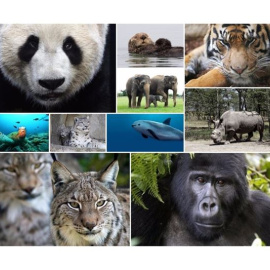 Día de la Tierra 2015: 10 animales en peligro de extinción