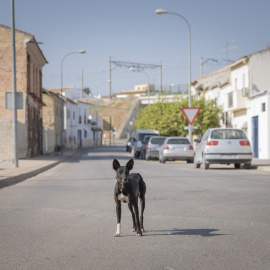 Un perro en una calle vacía durante la segunda jornada de confinamiento por la alta incidencia del coronavirus en el municipio Casariche, Sevilla, a 01 de octubre de 2020.