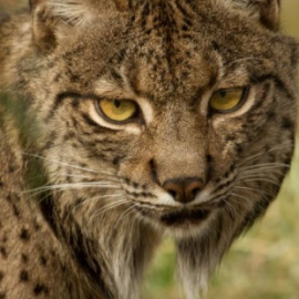 Ejemplar de lince ibérico. / EFE